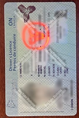 Fake Ontario Drivers Licence 269x400 Samples